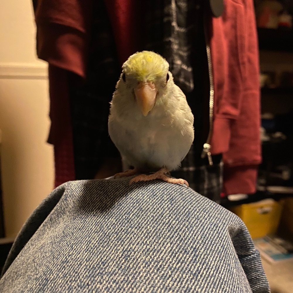 Meet your Posher, Nopalitos Corner!